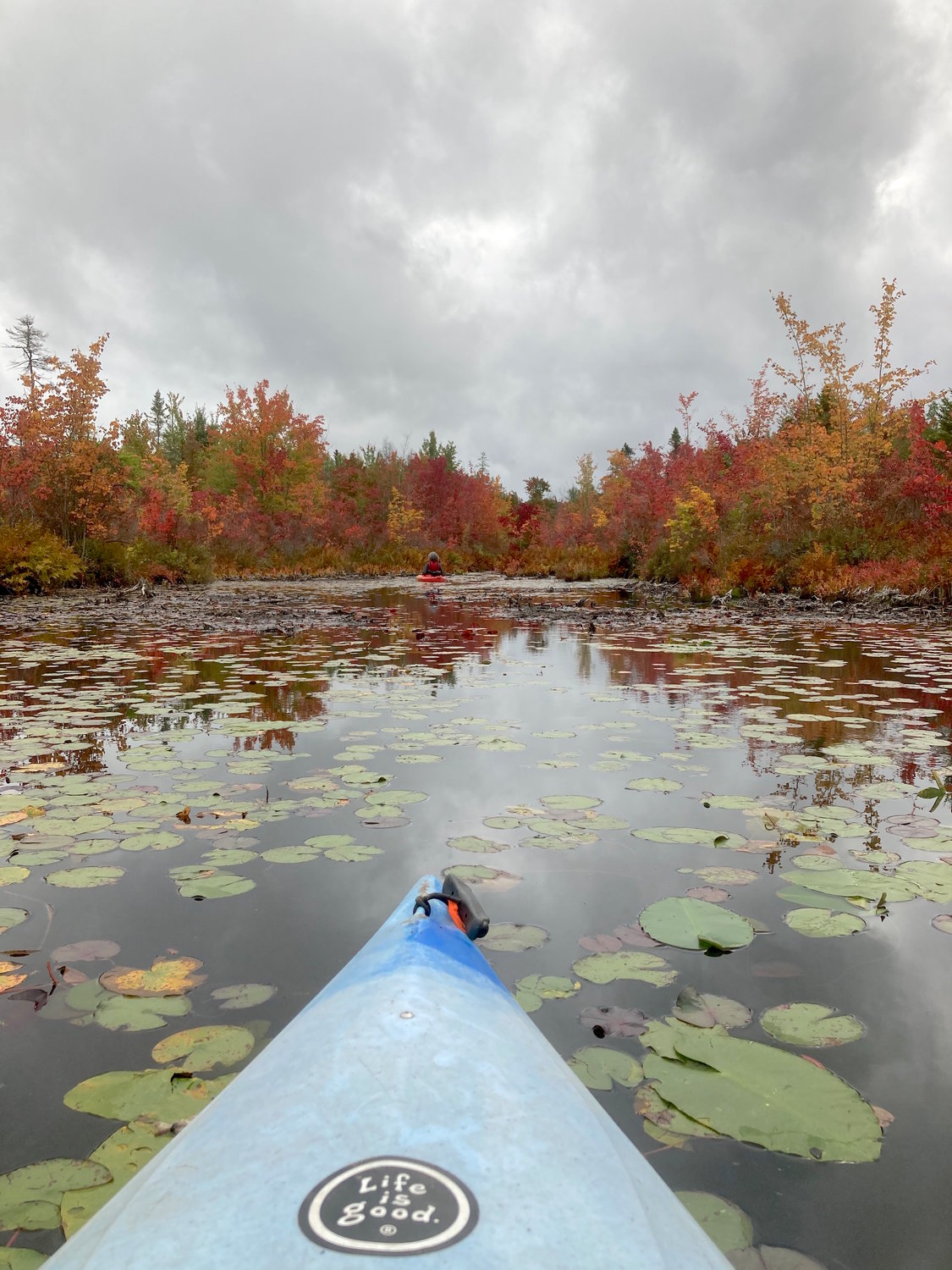 Kayaks and canoes provide the perfect water vehicles to explore the otherwise difficult to access coves of lakes and ponds where a variety of plant and animal life can be observed.